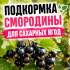 Как правильно подкормить смородину во время цветения для сладкого урожая